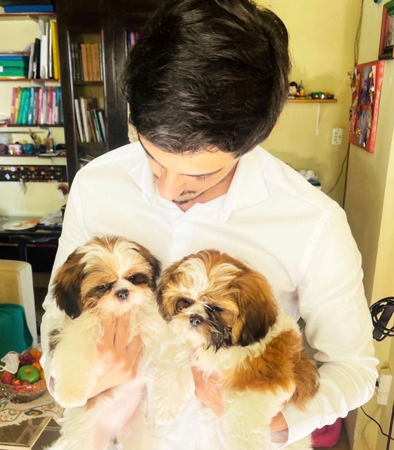 Shih-tzus atendidos em domicílio