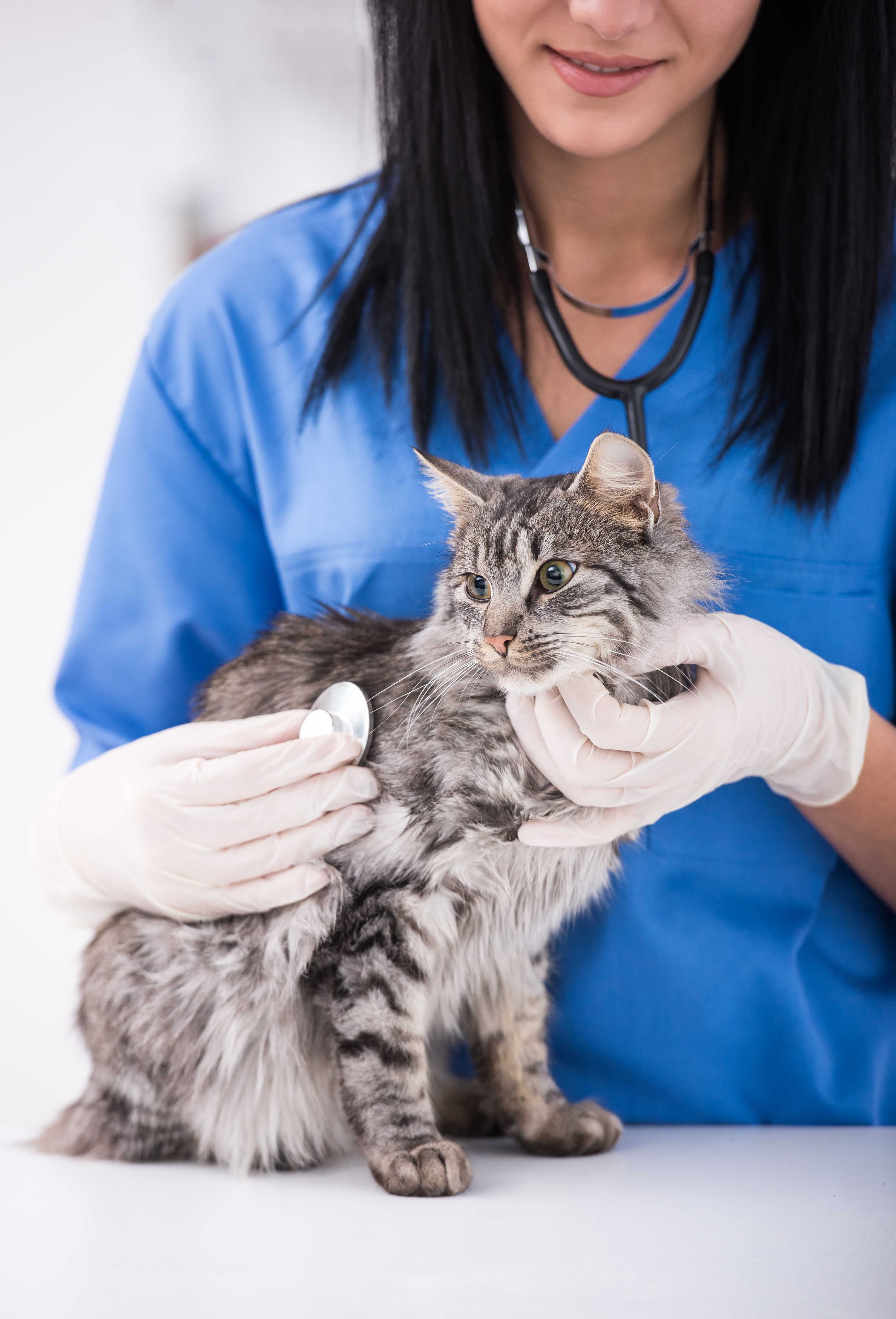 Atendimento de Felinos Landing Image